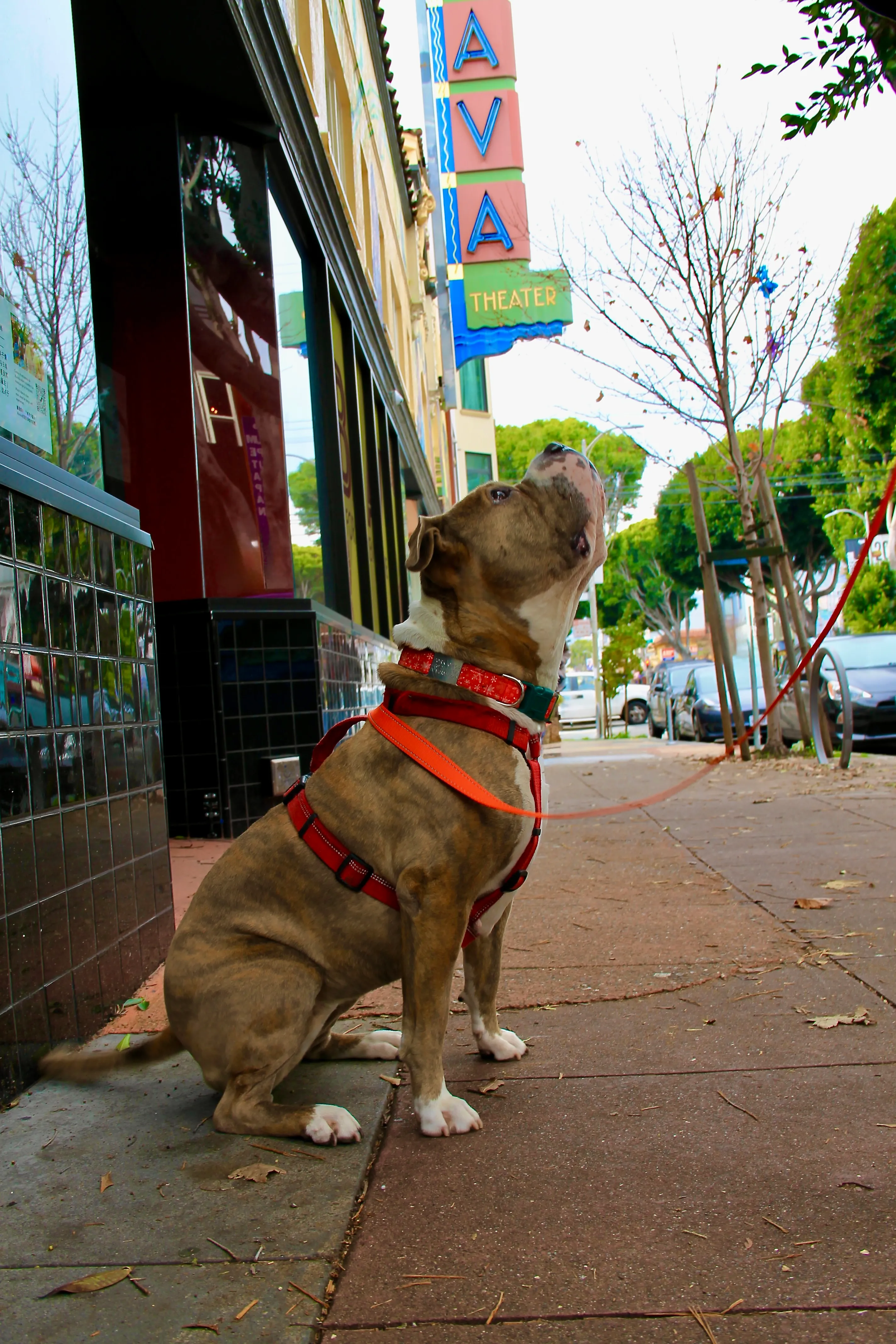 Dog walk on 24th Street in the Mission District, San Francisco