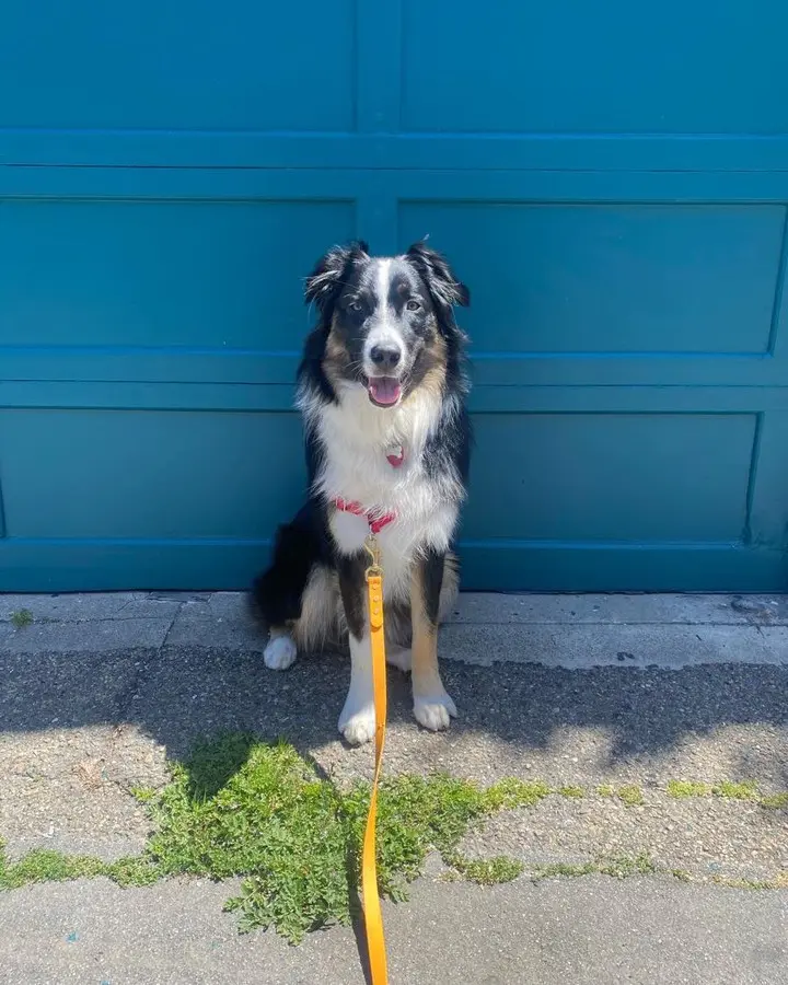 Australian shepherd by a blue garage door