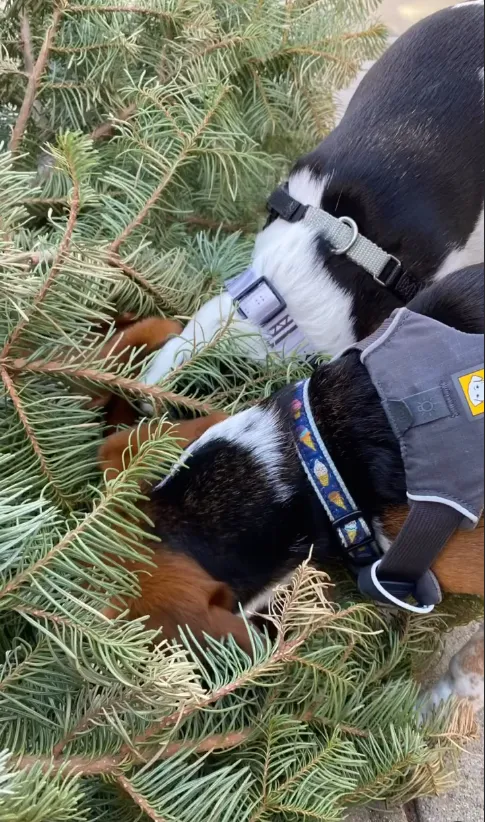 Two beagles sniffing through pine branches during decompression time on a walk
