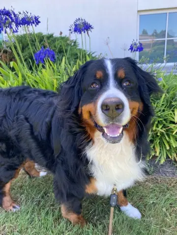 Bernese mountain dog relaxing in a garden