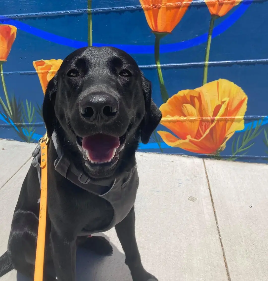 Black lab in front of a poppy mural