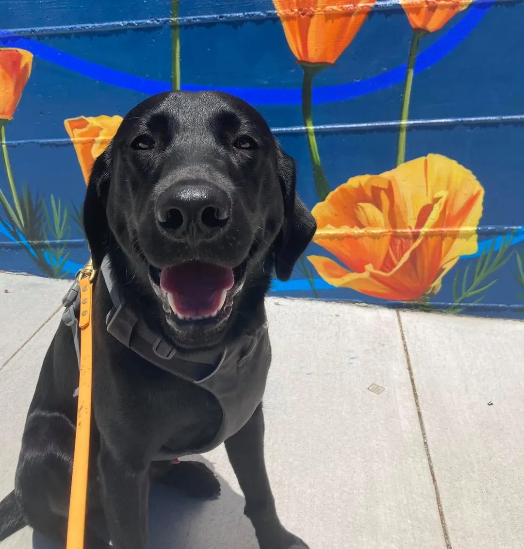 Happy black lab smiling in front of a poppy mural with orange leash