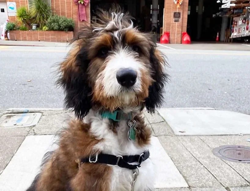 Bernedoodle sitting in front of Fire Station 12 on Stanyan Street in Cole Valley, San Francisco