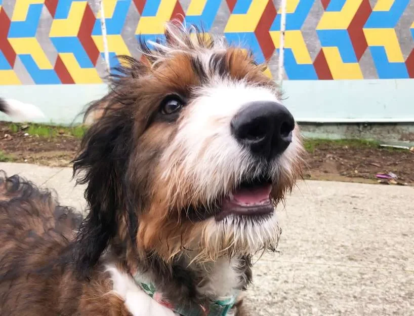 Happy dog near colorful geometric mural at Grattan Playground in Cole Valley, San Francisco
