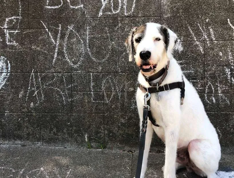 Let's Explore SF: Your Dog-Walking Guide to Cole Valley