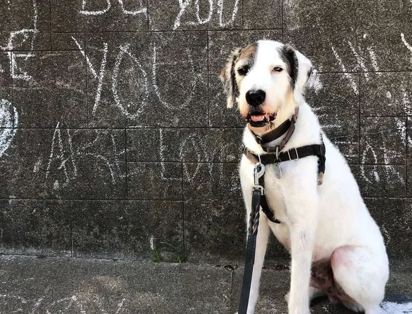 Dog sitting by a wall with chalk messages during a dog walk in Cole Valley, San Francisco