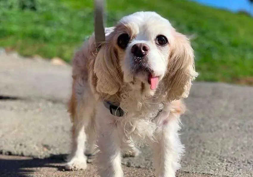 Top 9 Dog Parks in San Francisco