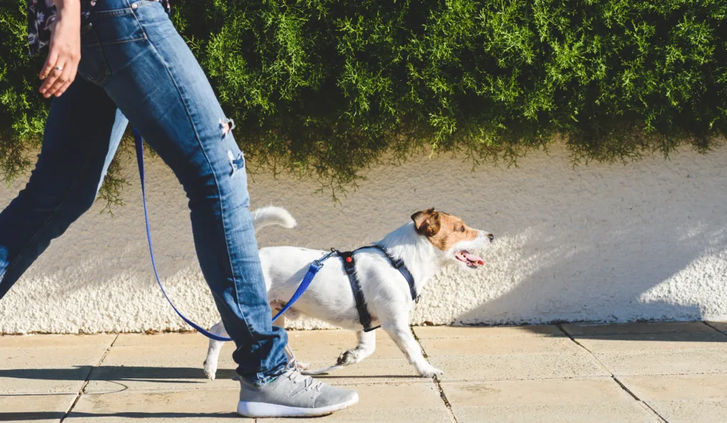 How Much Do Dog Walks Cost in San Francisco?