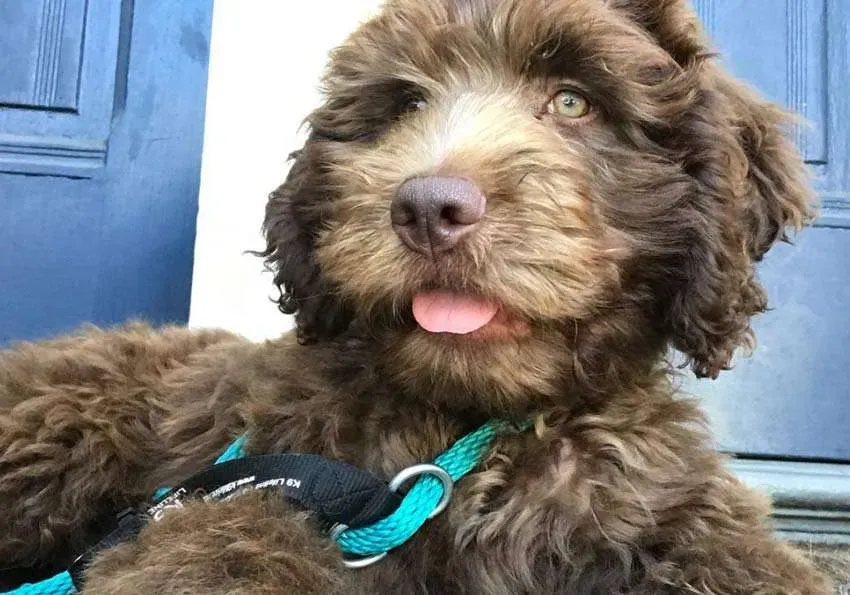 How to Find an Awesome Dog Walker in SF