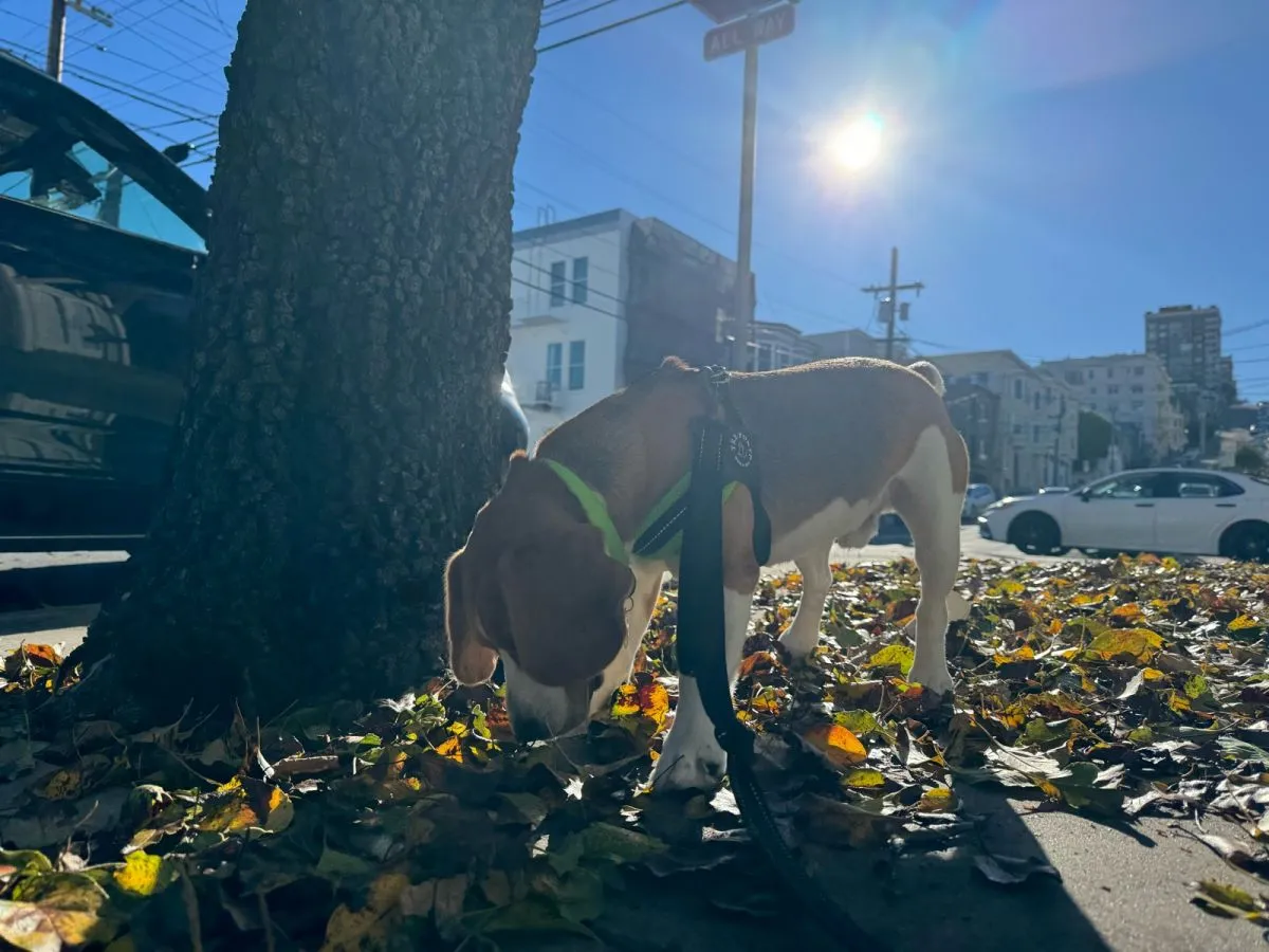 Bruce on a walk through the Marina and Cow Hollow, San Francisco