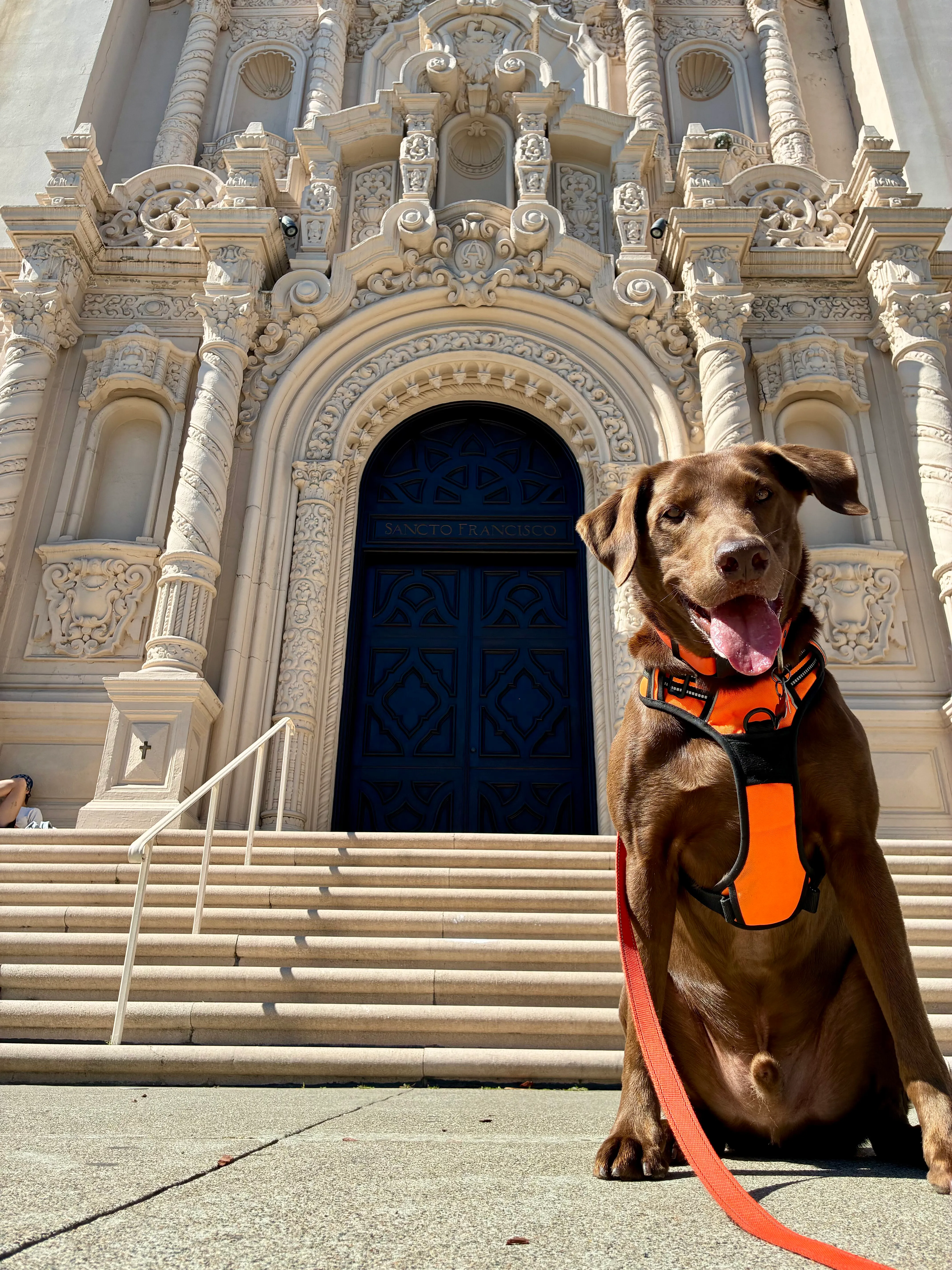 Bruno on a walk near Mission Dolores in the Mission, San Francisco