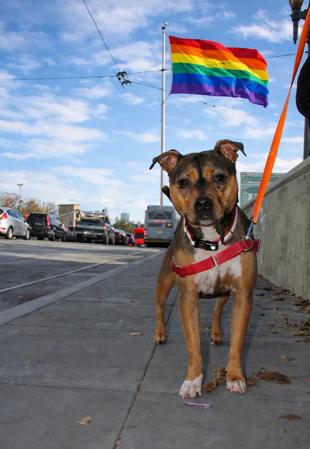 Dog walking through the Castro neighborhood in San Francisco