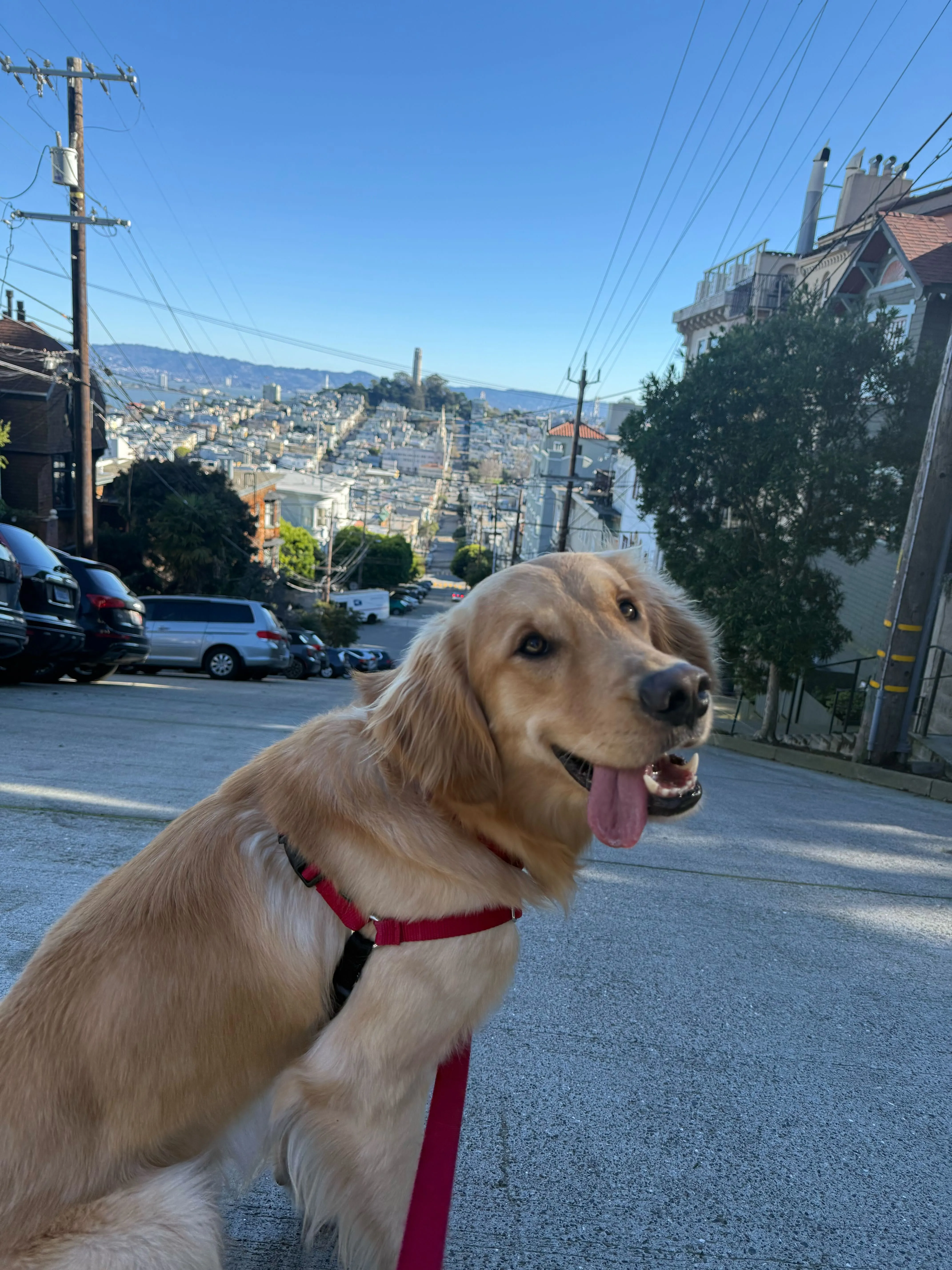 Chessy on a dog walk through Russian Hill, San Francisco