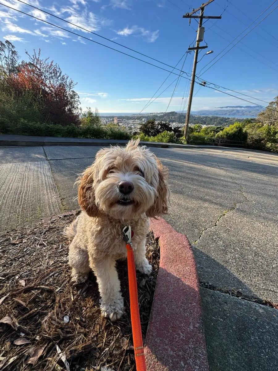 Cockapoo on a hilltop with bay views