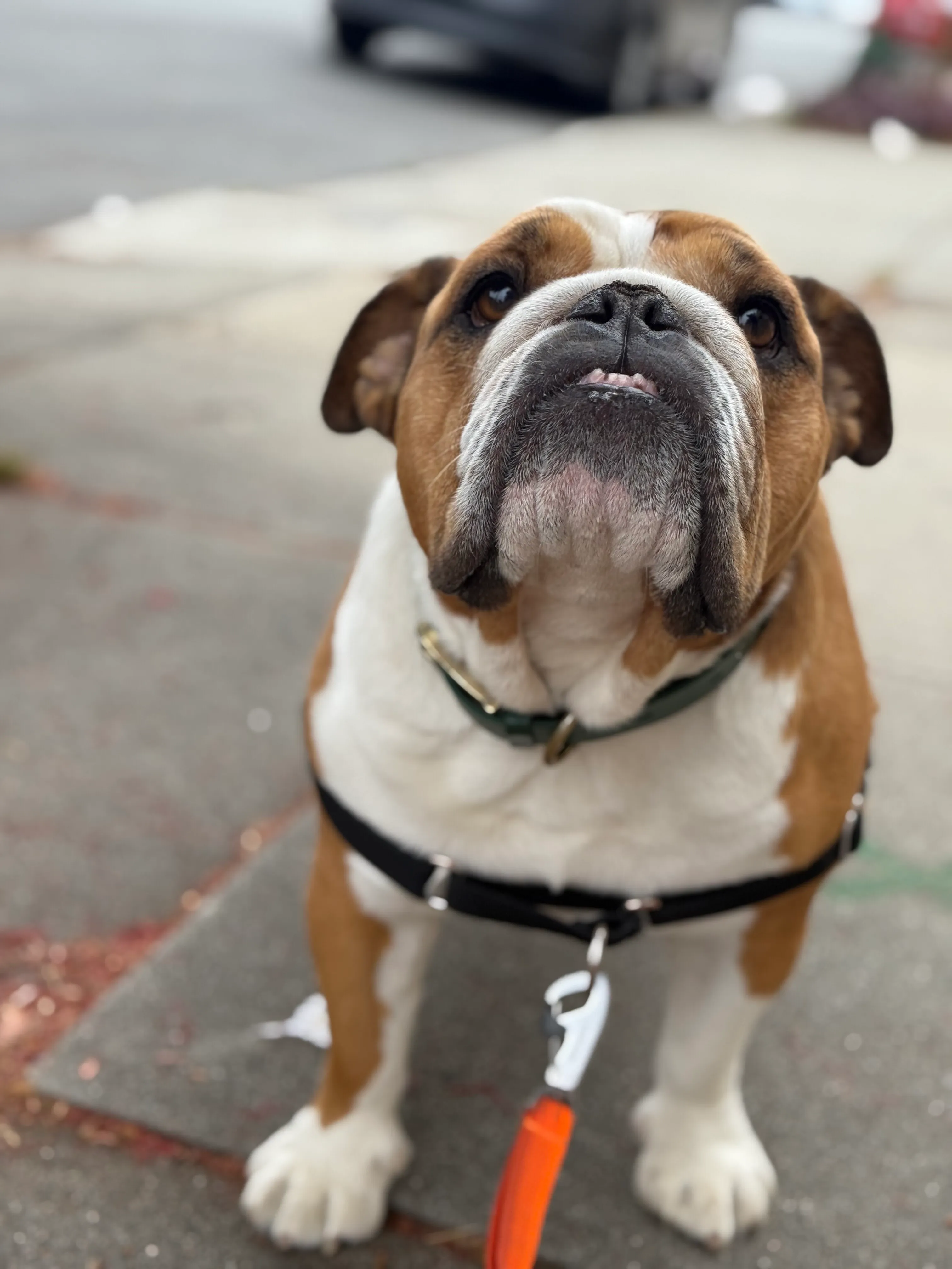 Coco Bean on a Sniff and Go dog walk in San Francisco