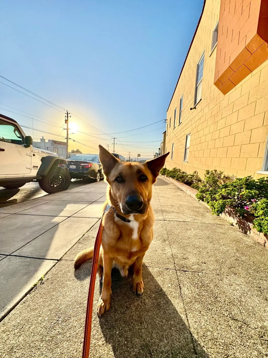 Dog on a walk through Cole Valley, San Francisco
