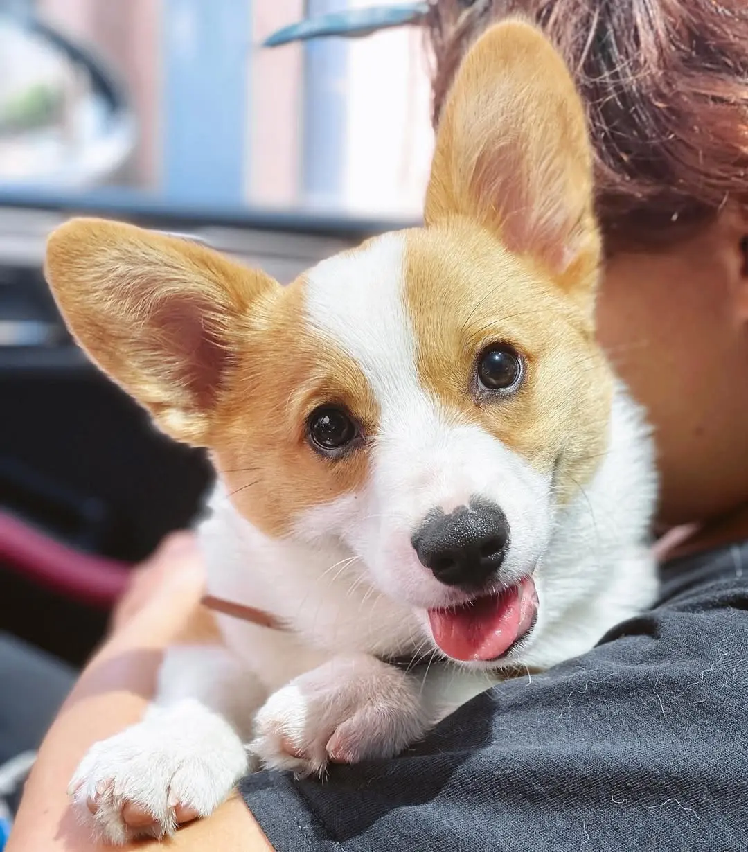 Corgi puppy held by a Sniff and Go walker