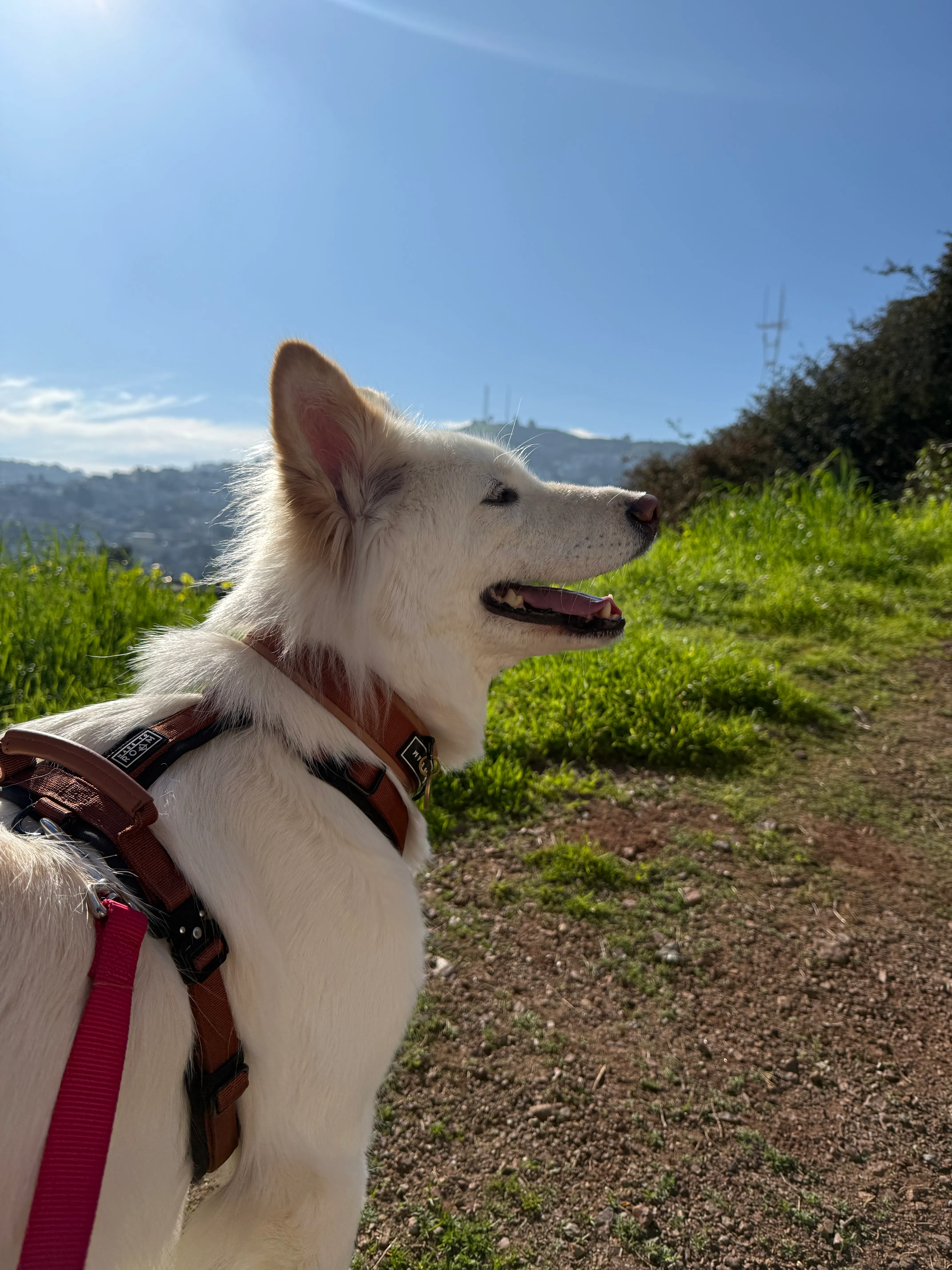 Leandro on a dog walk at Corona Heights with city views, San Francisco
