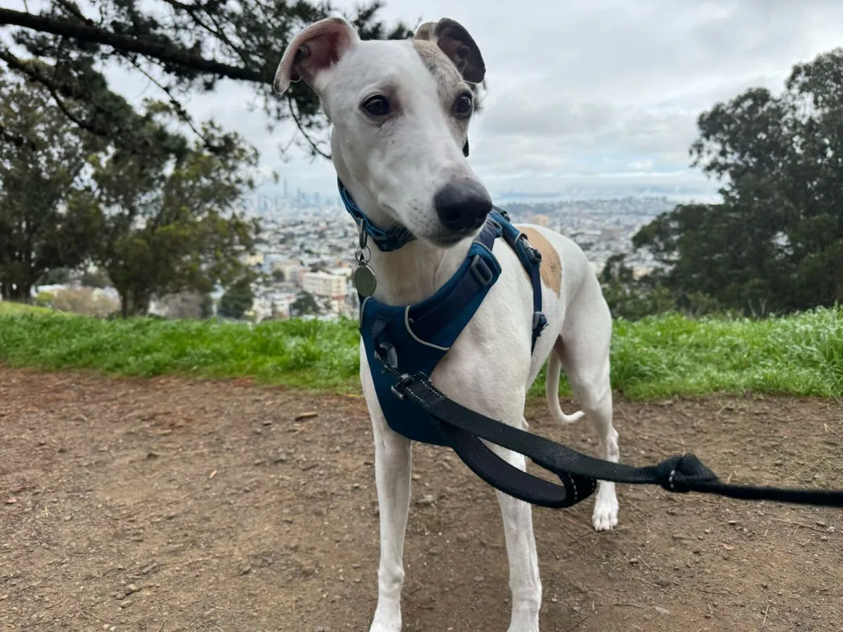 Dog walking through Diamond Heights, San Francisco