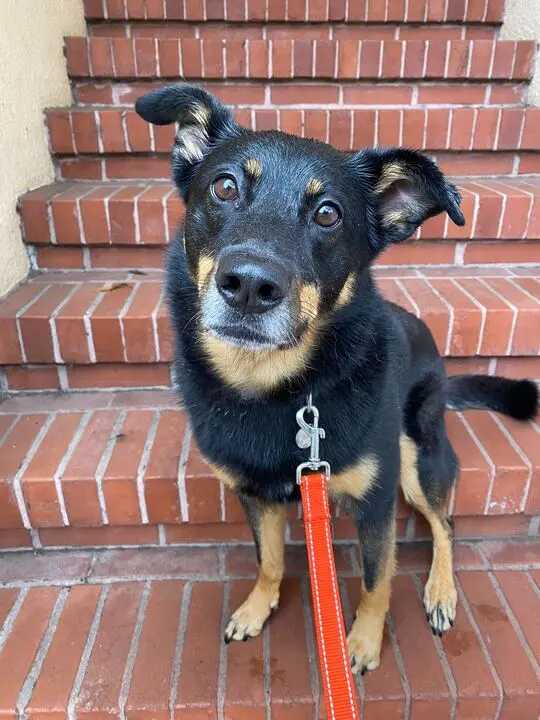 Sweet mixed breed on brick stairs in San Francisco