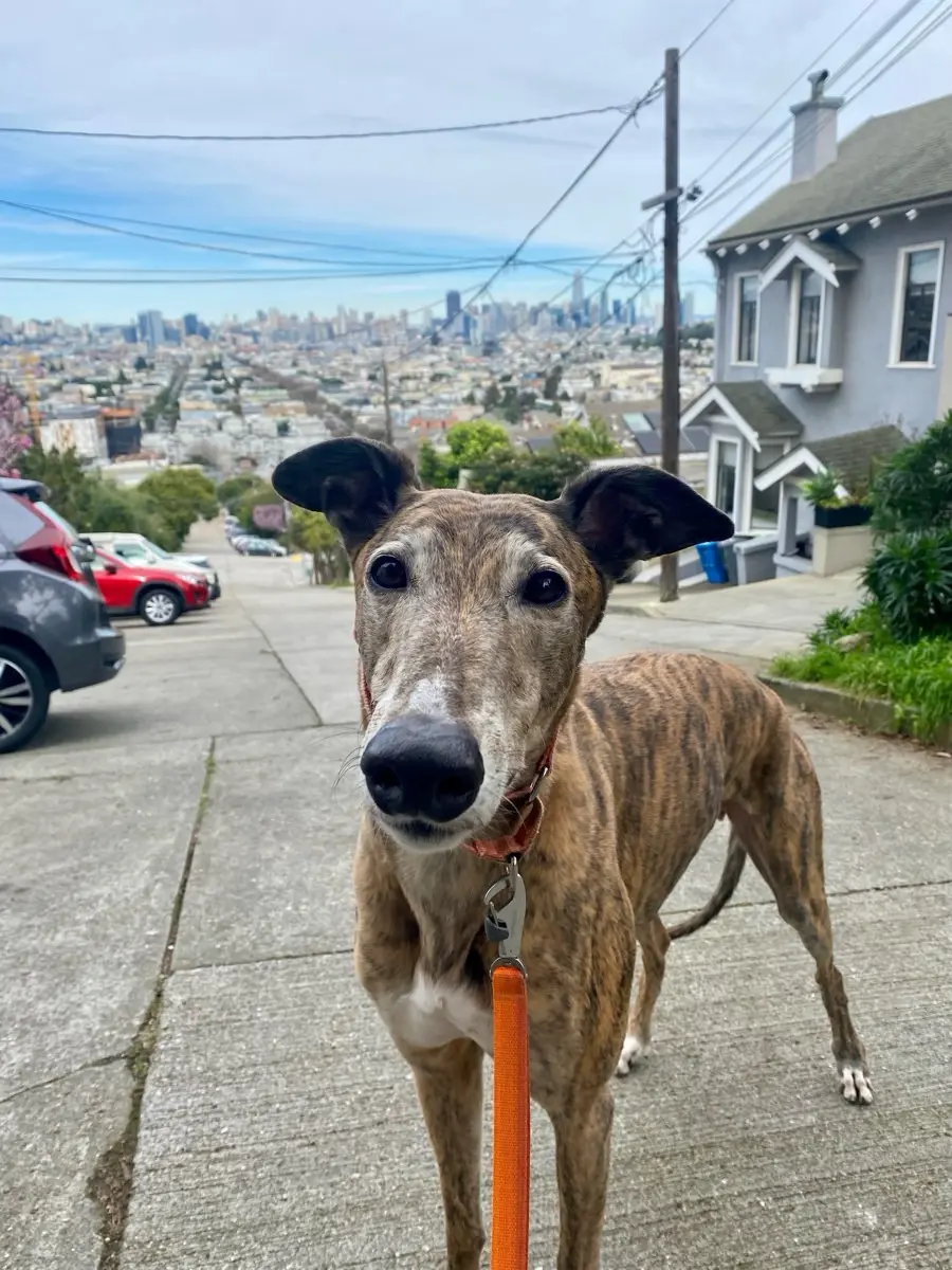 Greyhound with the San Francisco city skyline