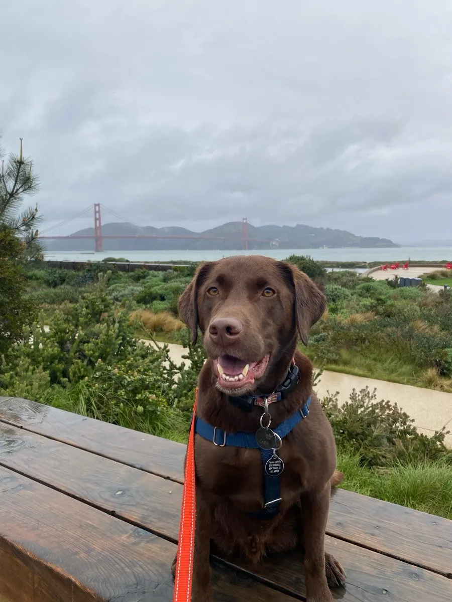 Chocolate lab smiling with the Golden Gate Bridge behind during a Sniff and Go walk