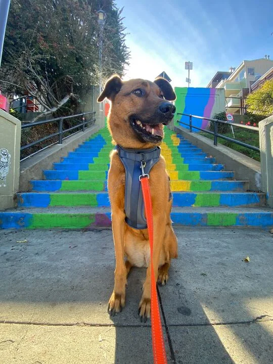 Dog on a private leash walk through the Castro, San Francisco