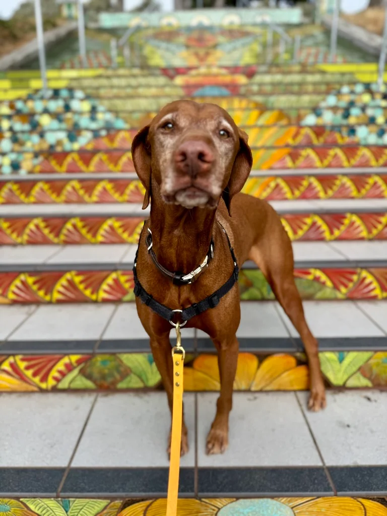 Sniff and Go dog walker on the Potrero Hill stairs