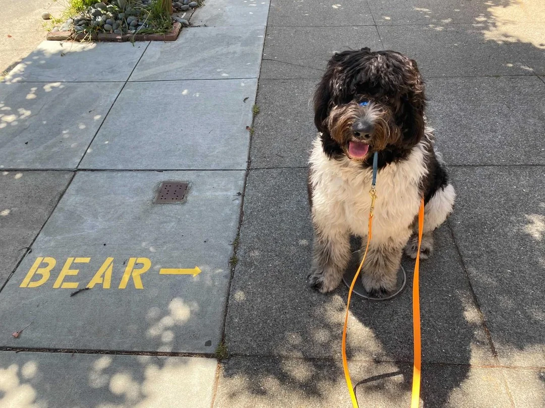Sniff and Go dog walker on a Castro side street