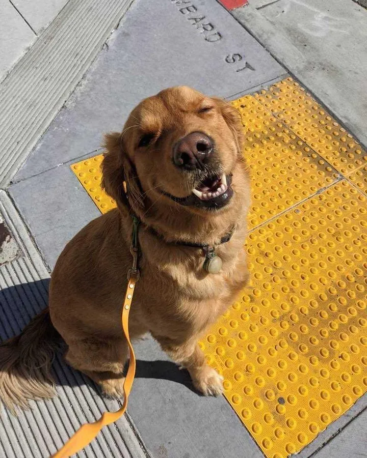 Golden retriever smiling at a San Francisco crosswalk with orange leash