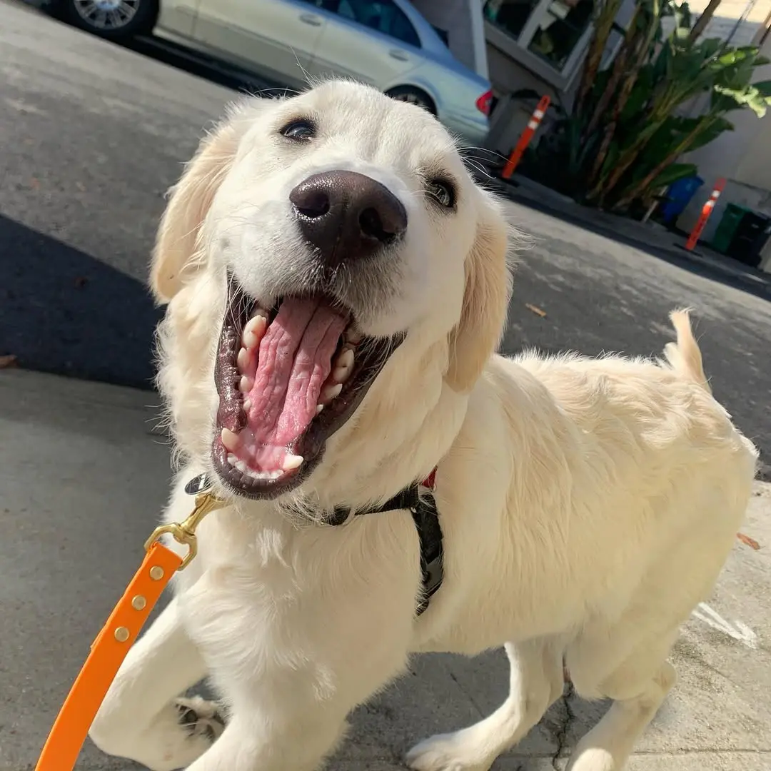 Golden retriever puppy smiling on a walk