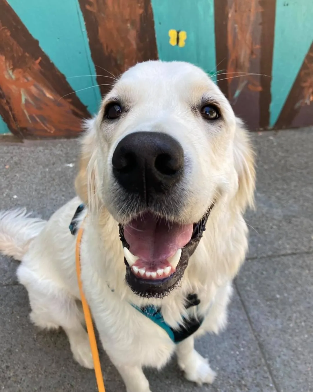 Golden retriever smiling up close in front of a colorful San Francisco mural