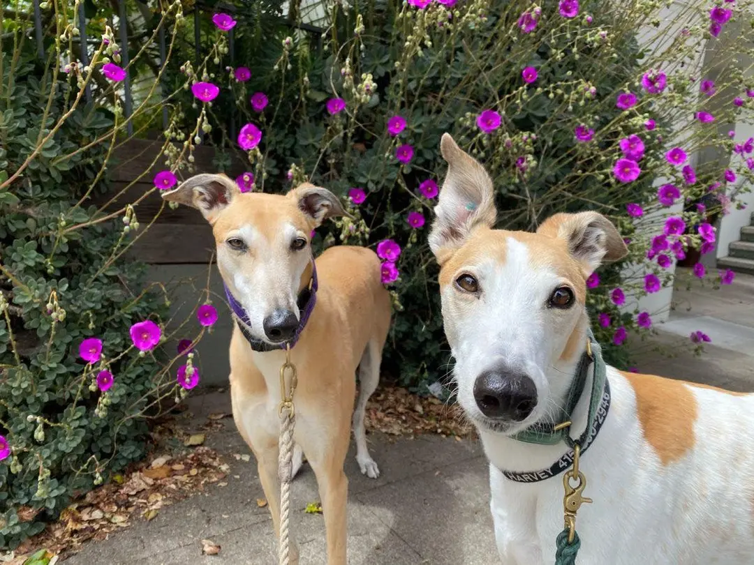 Two greyhounds by purple flowers in San Francisco