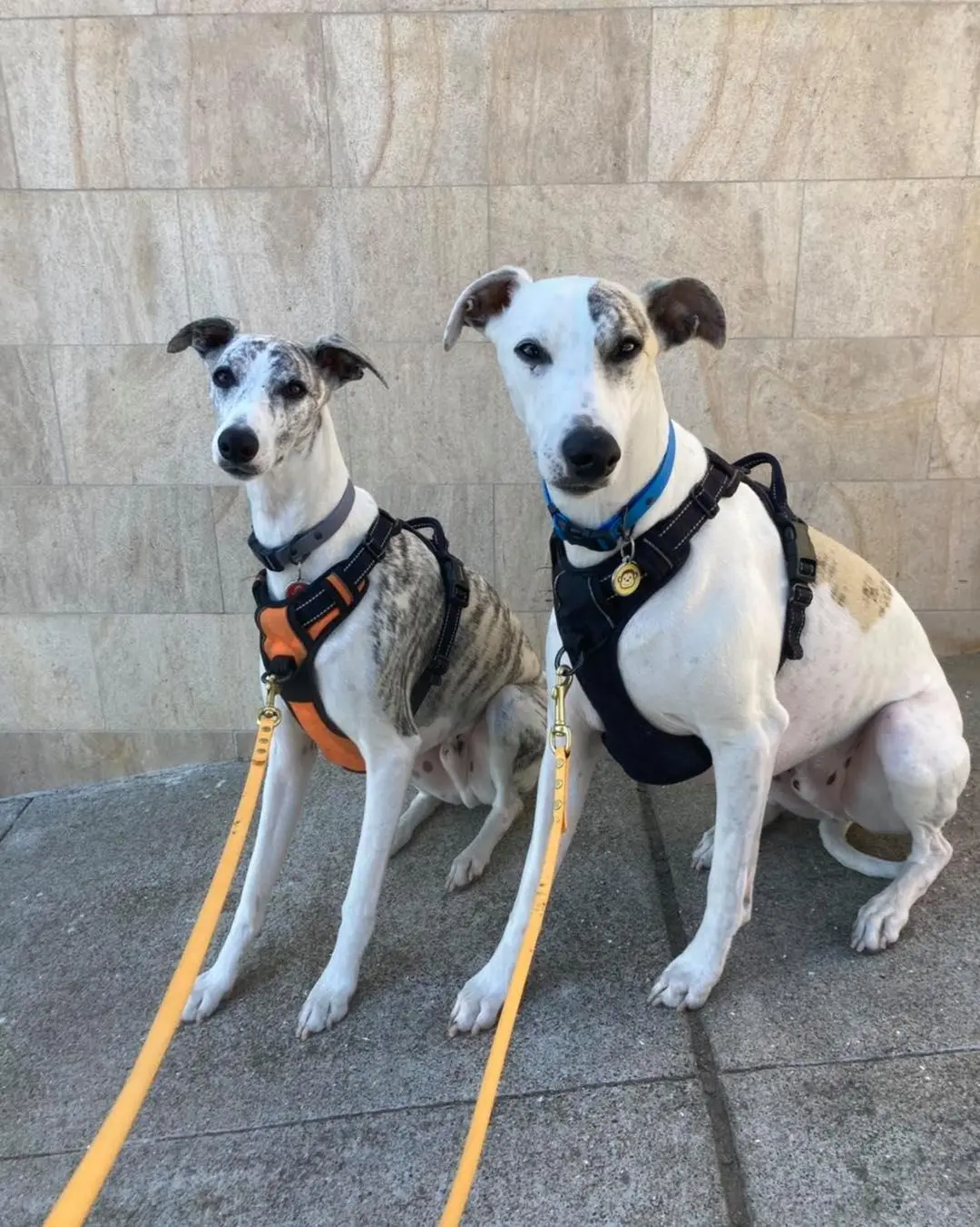 Two greyhounds with orange harnesses