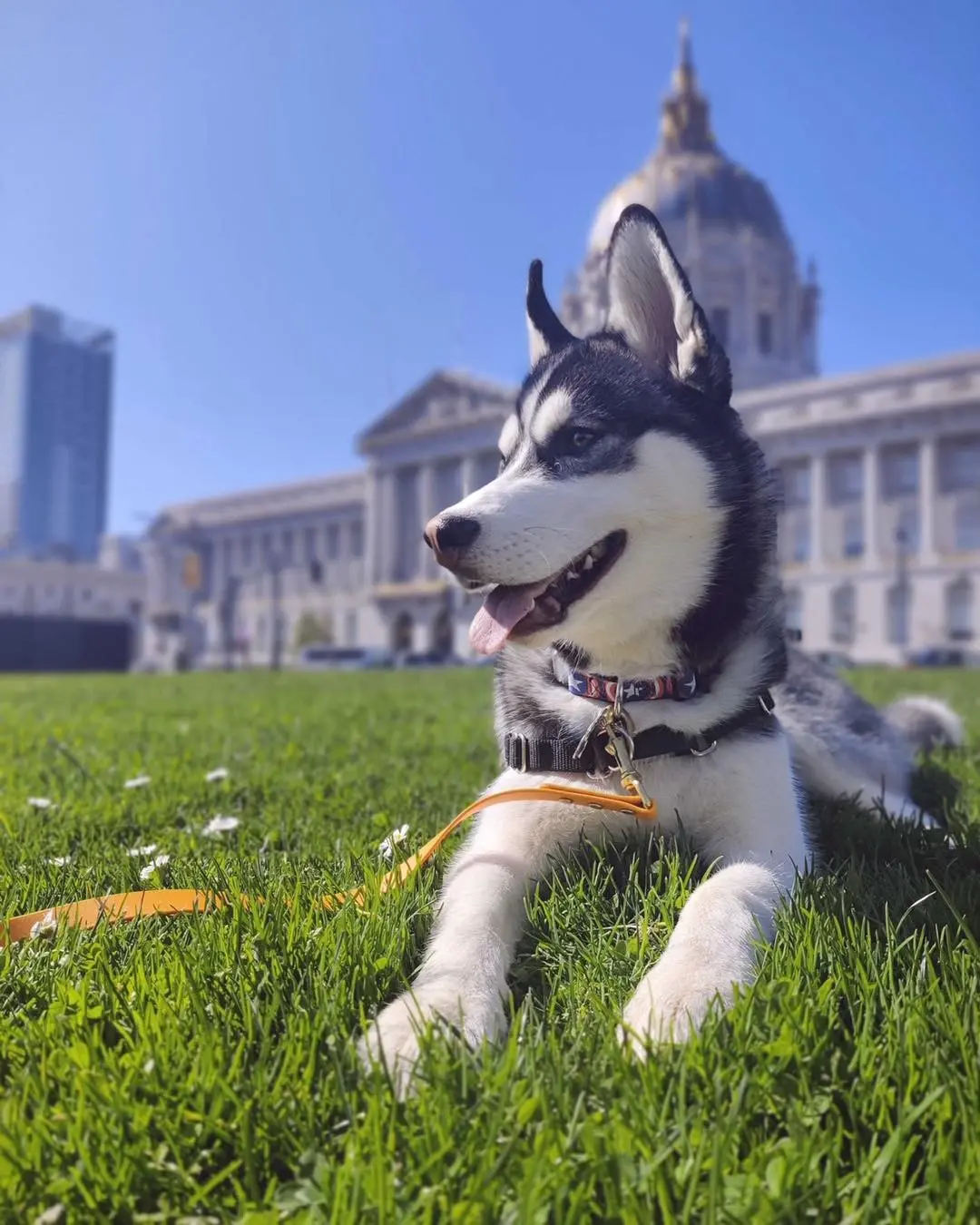 Husky puppy on the grass at SF City Hall