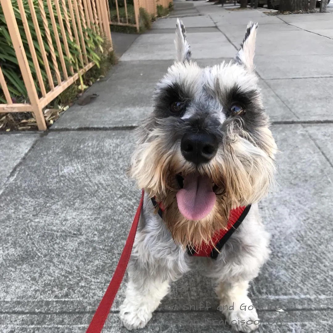 Miniature schnauzer smiling on a sidewalk walk in San Francisco