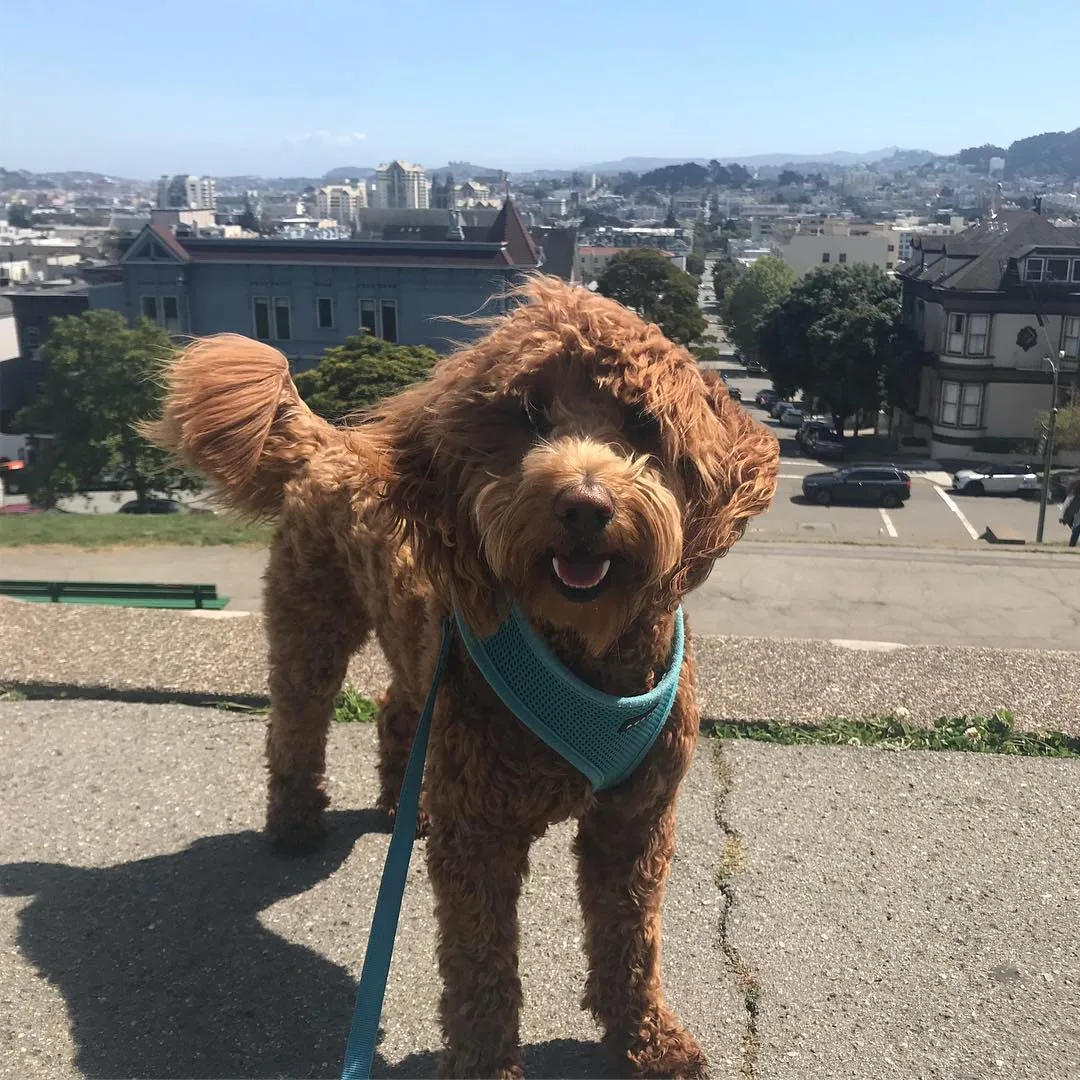 Goldendoodle on a hilltop walk overlooking San Francisco