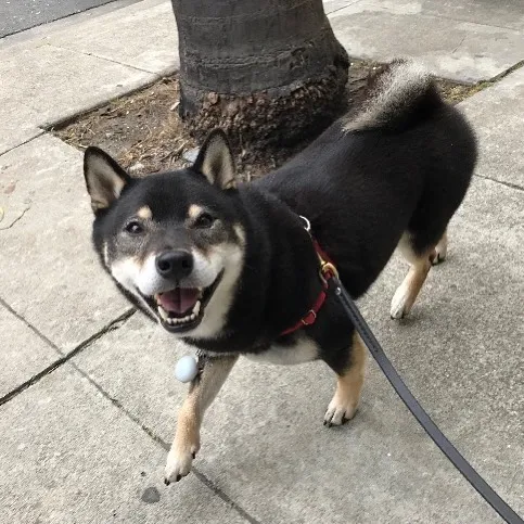 Happy Shiba Inu on a potty break walk in San Francisco