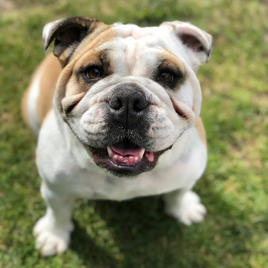 English bulldog looking up happily during a walk in a San Francisco park