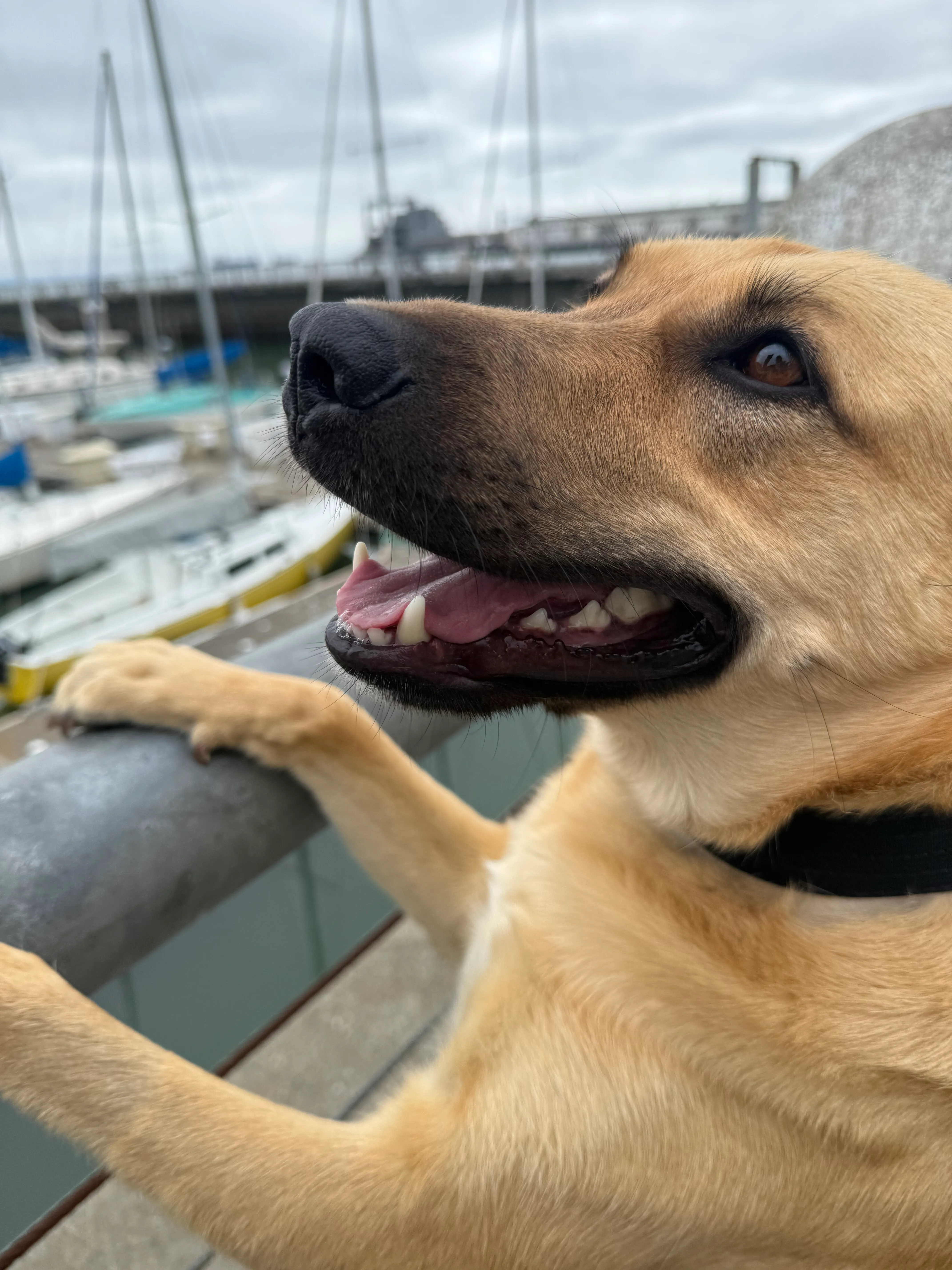 Dog walking in Mission Bay, San Francisco