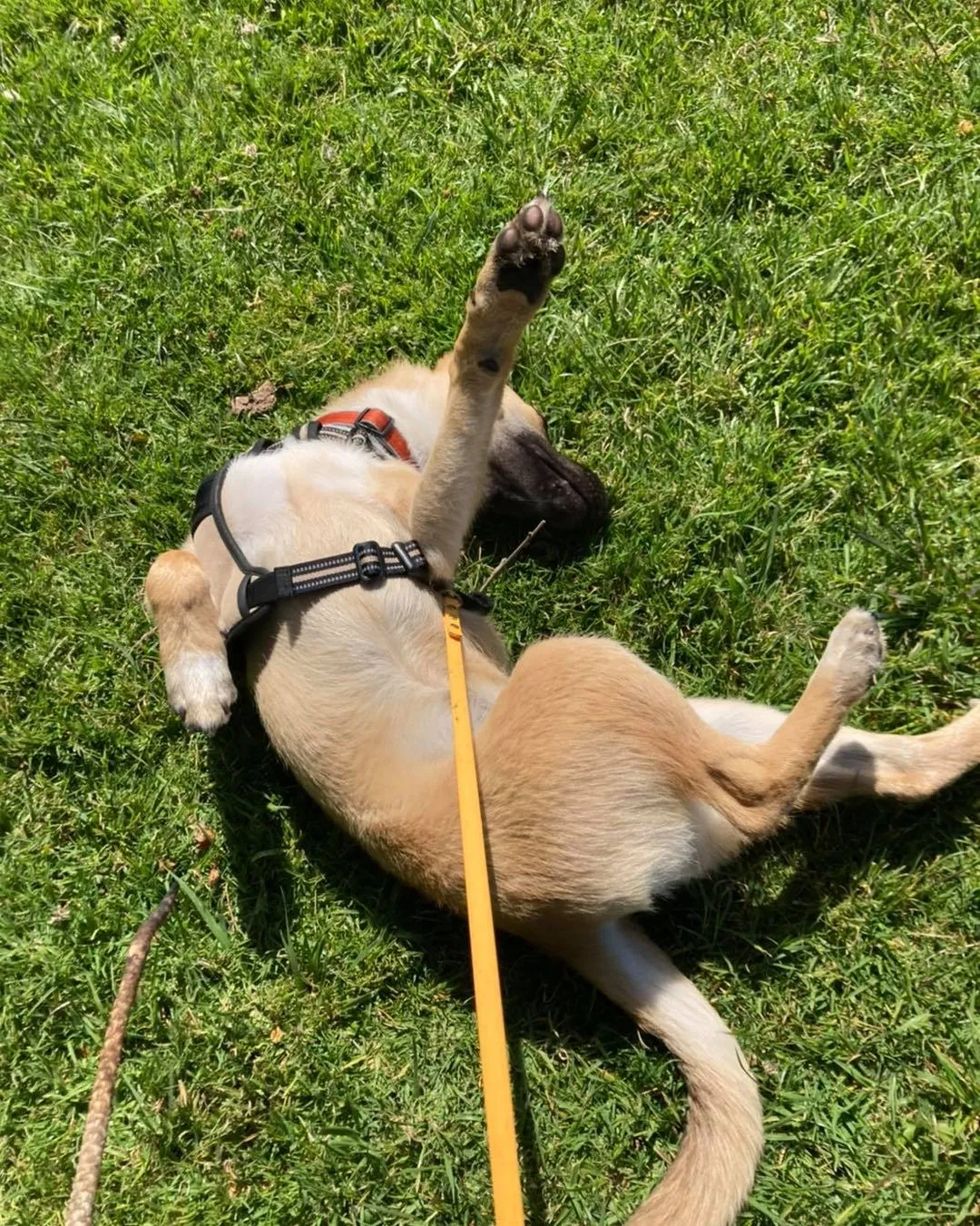 Dog rolling happily in the grass during decompression on a BetteR+ walk