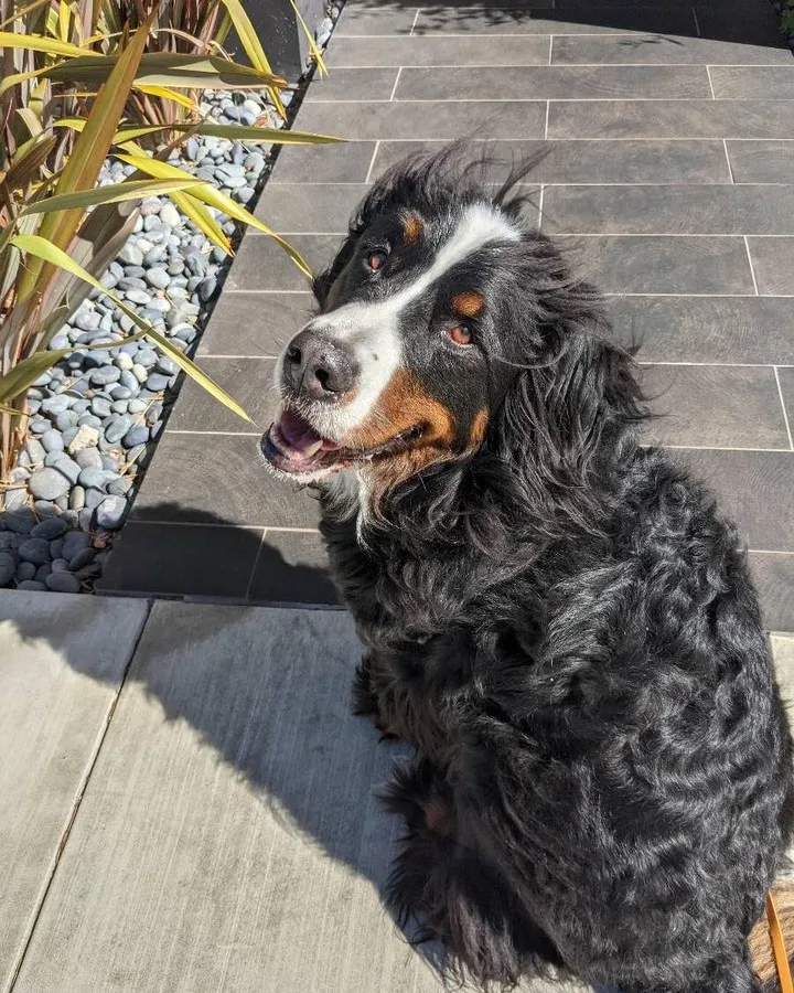 Bernese mountain dog resting after a satisfying exercise session on a walk
