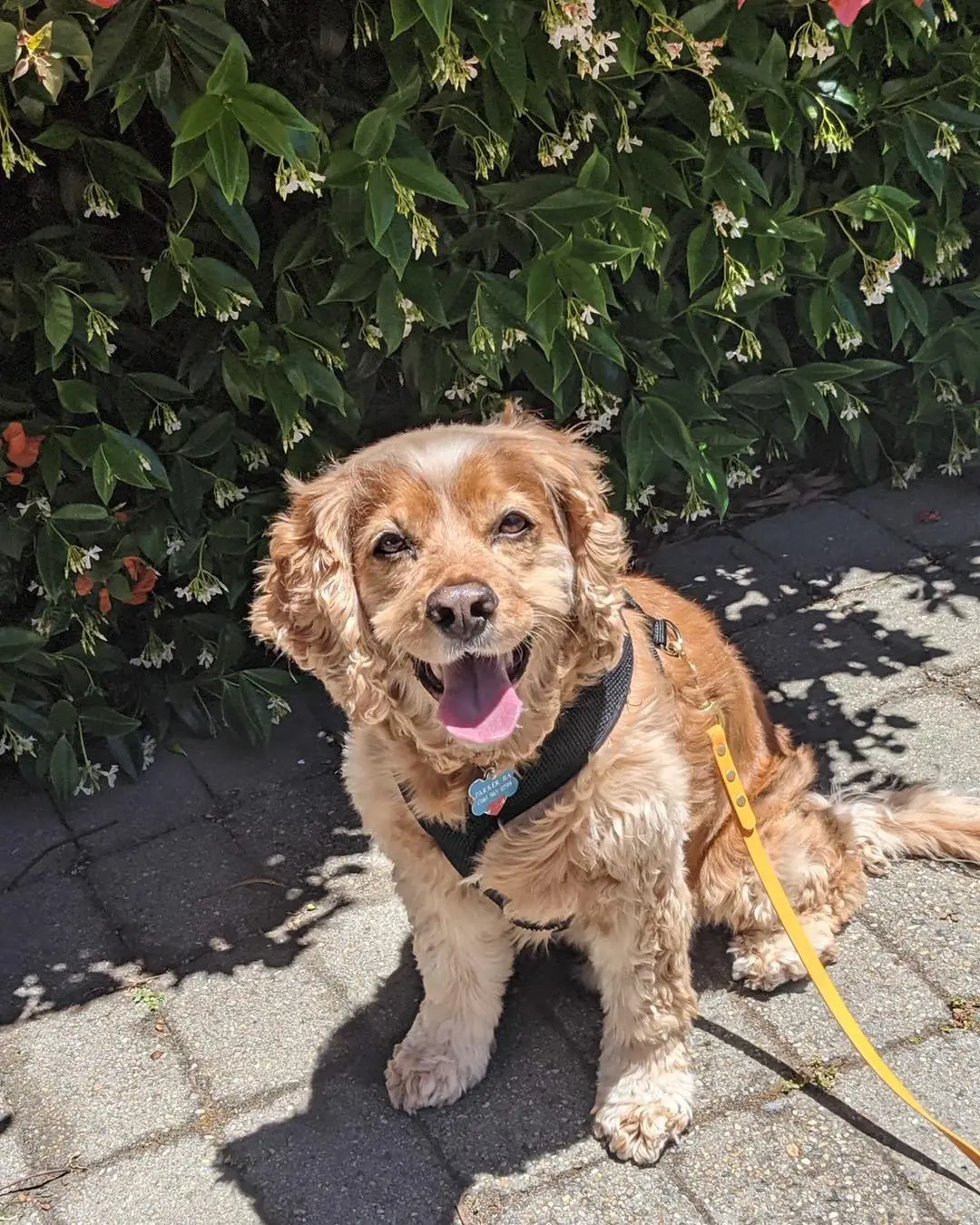 Cocker spaniel smiling by flowers