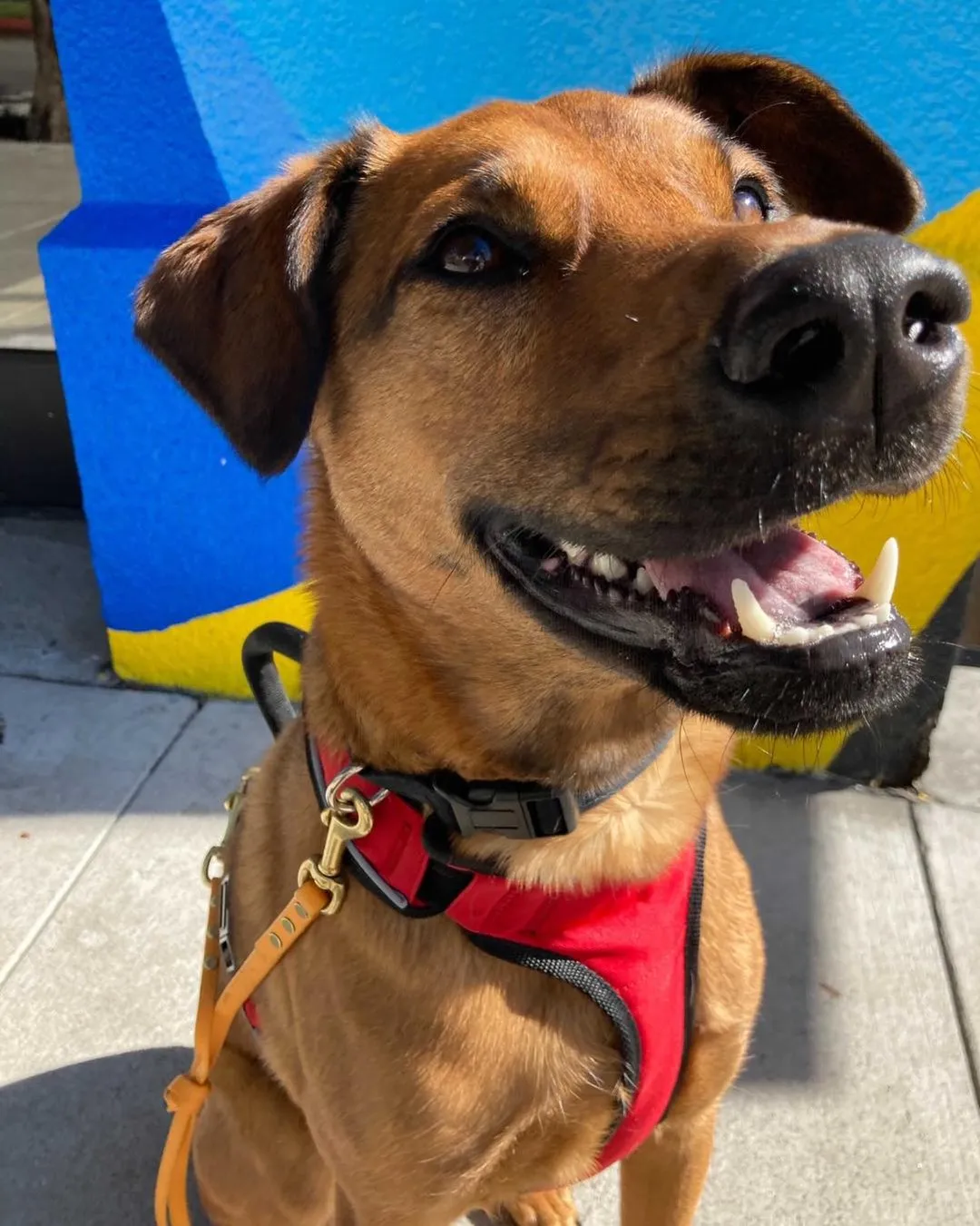 Dog smiling after completing an enrichment game during a BetteR+ walk