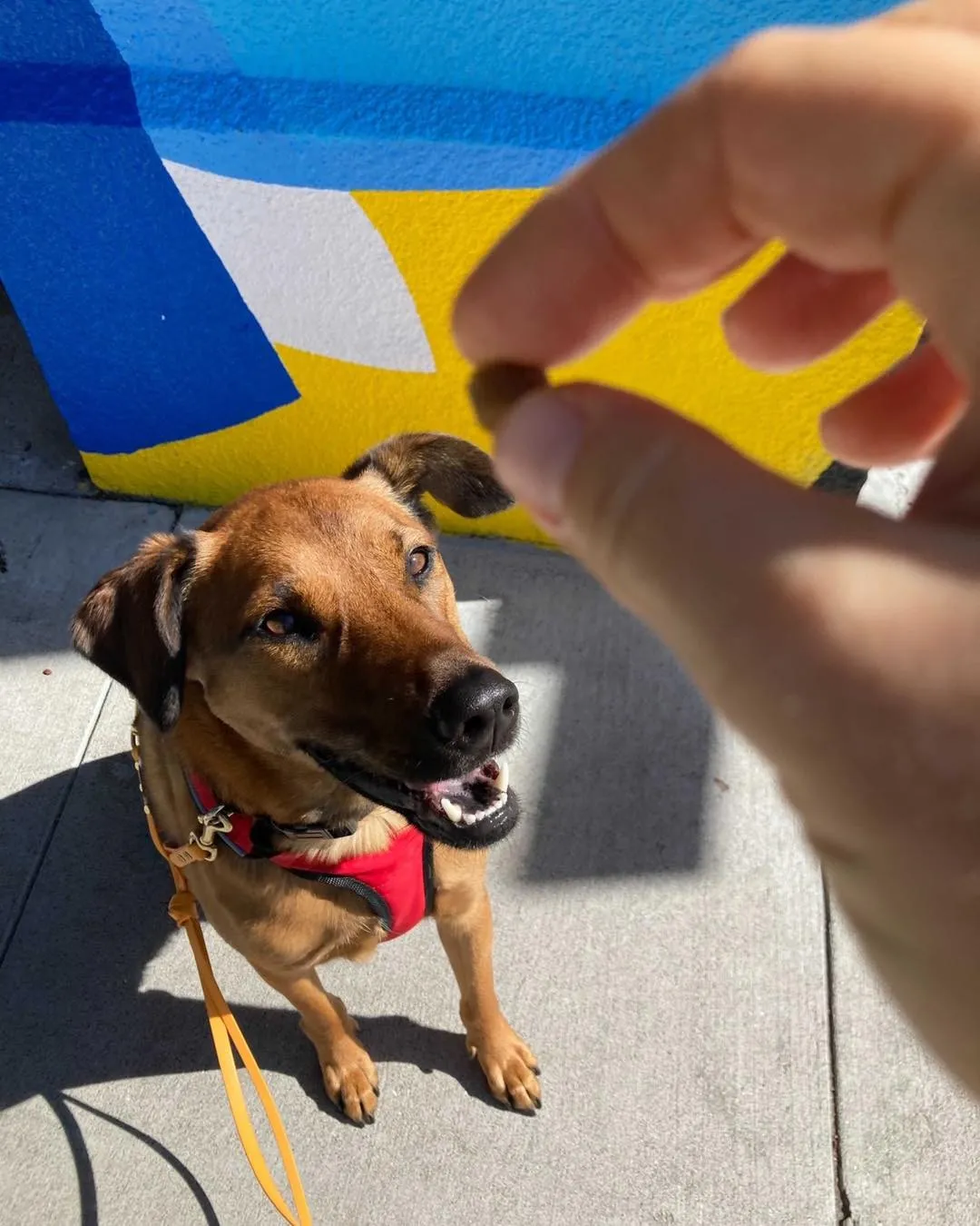 Dog focused on a treat during mental stimulation enrichment on a BetteR+ walk