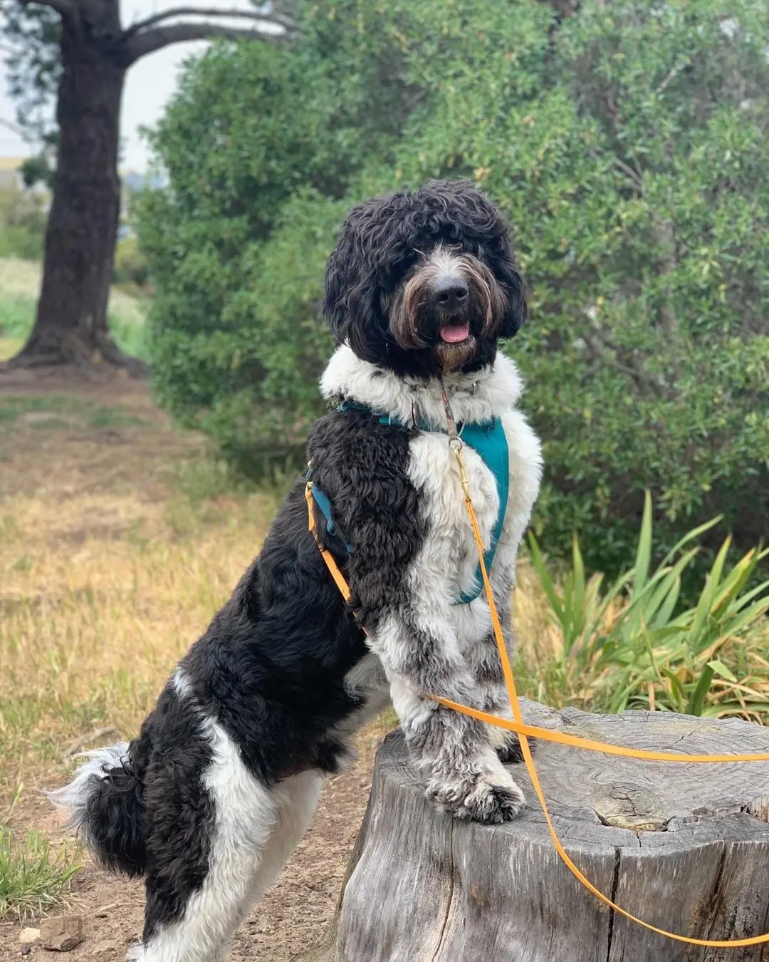 Portuguese water dog on a tree stump