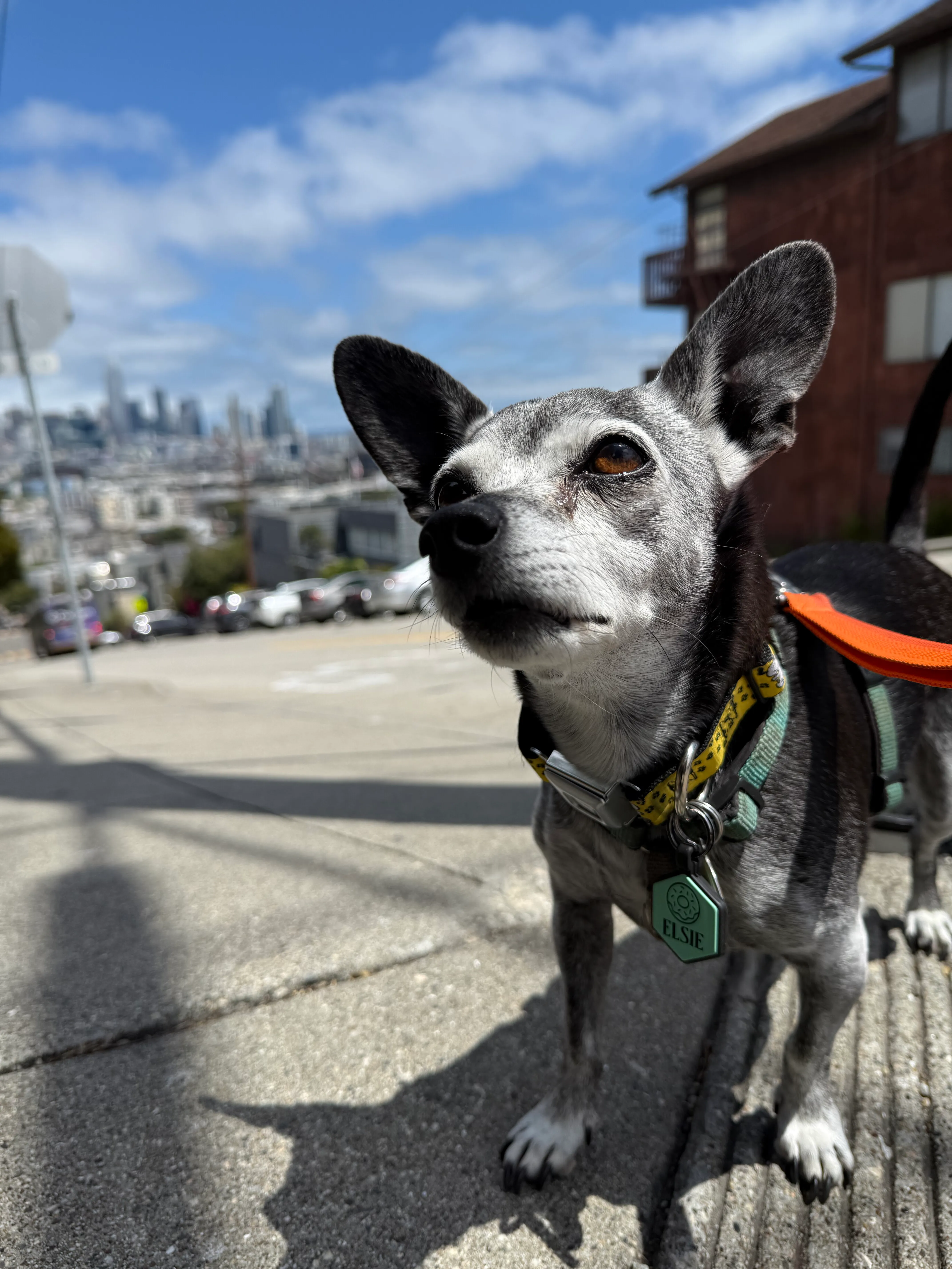 Dog on a walk through Potrero Hill with skyline views, San Francisco