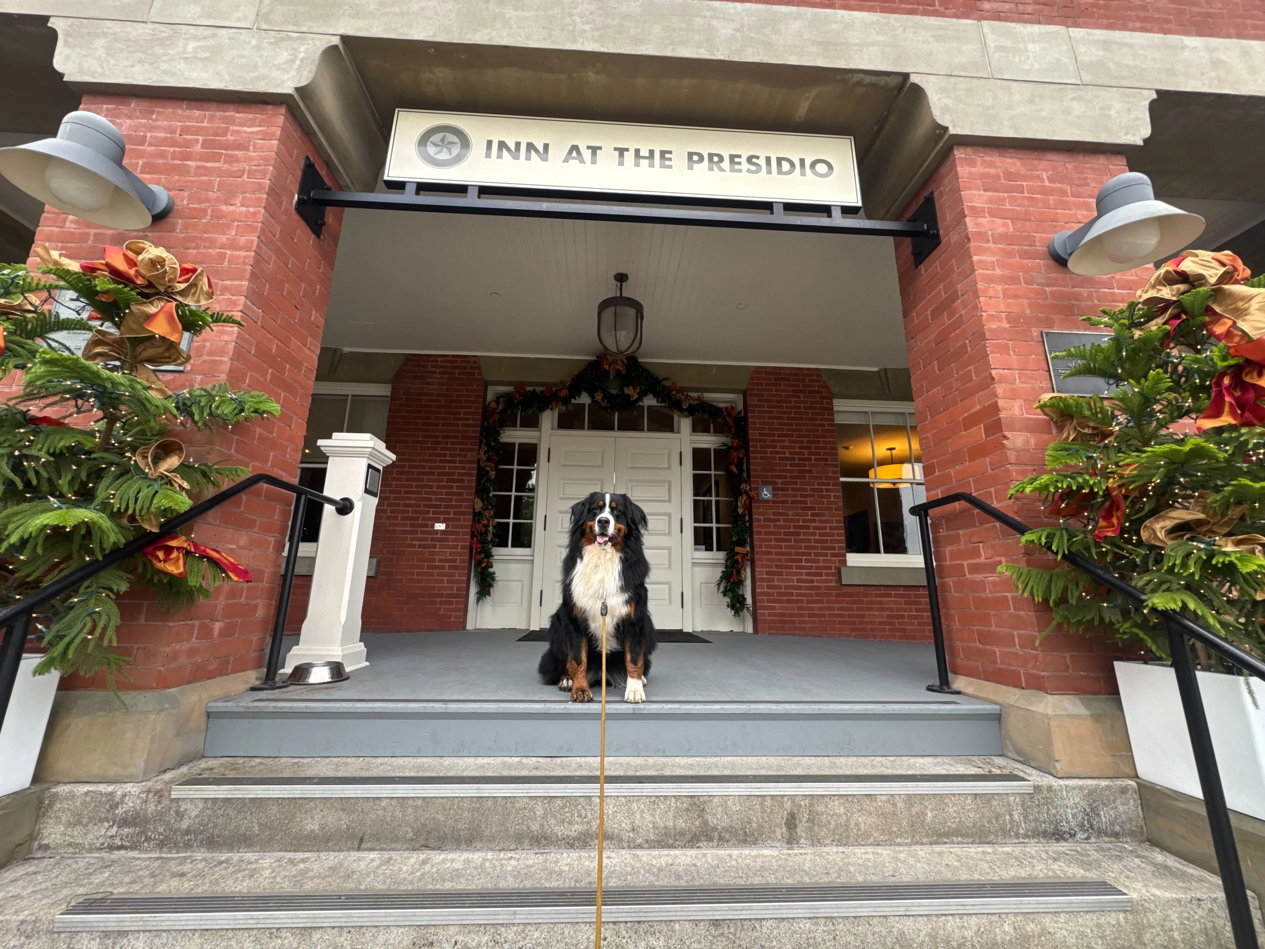 Dog walking through the Presidio with Lincoln Park views in San Francisco