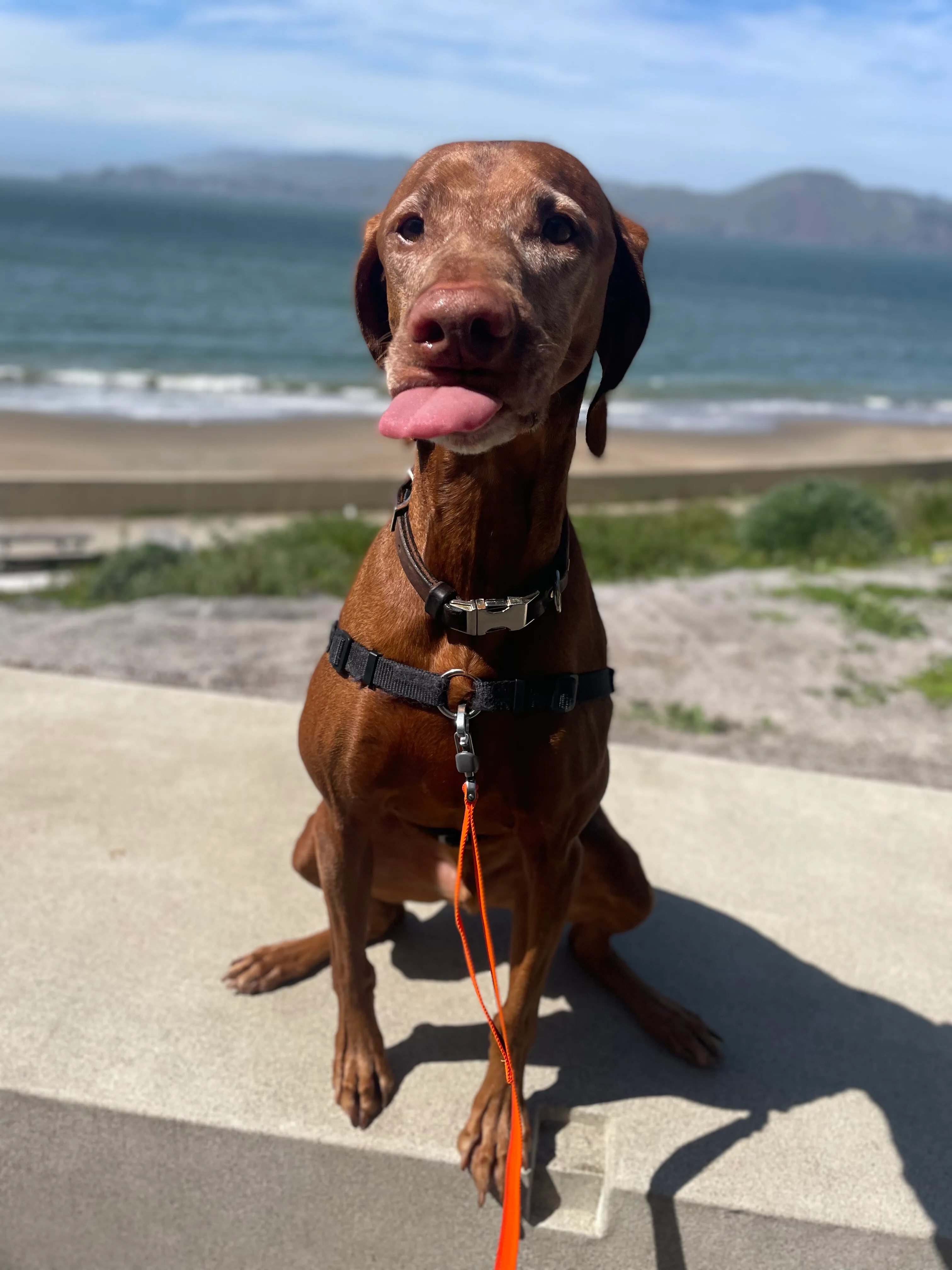 Riggins at China Beach in the Sea Cliff neighborhood, San Francisco
