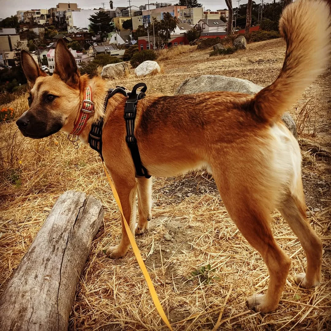 Dog on a private leash walk in Diamond Heights, San Francisco
